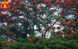 Ngắm đảo cò Hưng Yên mùa phượng vỹ